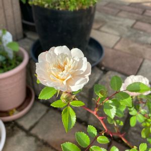 ミニバラ・グリーンアイス,癒し…♡,ミニバラ❇︎グリーンアイス,アプローチの画像