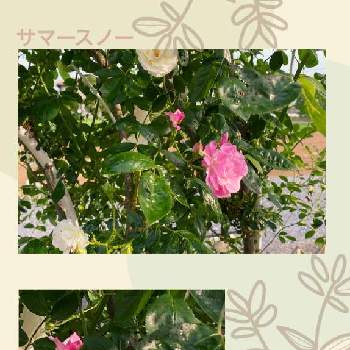 つるバラ サマースノーの画像 by あっこさん | 小さな庭と自慢のバラ_2021とつるバラ サマースノーとばら バラ 薔薇と癒しとつるバラと誘引と突然変異と白い花と地植え