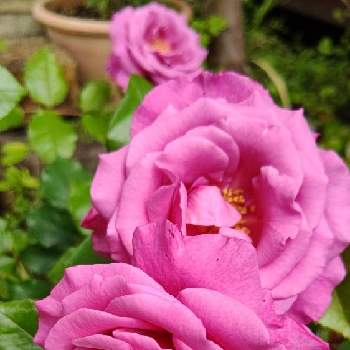 薔薇  ショッキングブルーの画像 by M4さん | 小さな庭と薔薇  ショッキングブルーと庭の片隅と家の前と挿し木とおうち園芸と可愛いと花びらと花のある暮らしと木蔭と薔薇の花