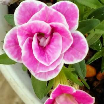 ダブルピンクリップルの画像 by レモンさん | 小さな庭と♡スーパーベルとピンクの花とおうち園芸といやし♡と可愛い♡とダブルピンクリップル