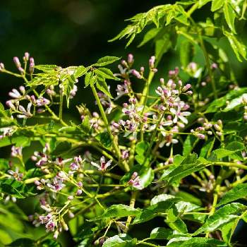 センダン科の投稿画像一覧｜🍀GreenSnap（グリーンスナップ）