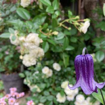 マーガレット モリンバ ミニピンクの投稿画像一覧 Greensnap グリーンスナップ