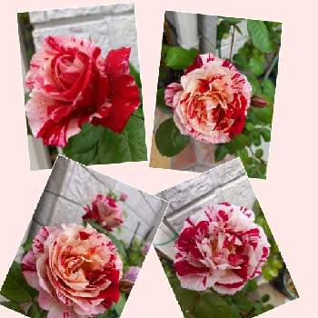 可愛い薔薇の画像 by フランさん | アプローチとセンチメンタル♡と綺麗な薔薇と絞り模様と可愛い薔薇とガーデニングと薔薇大好き