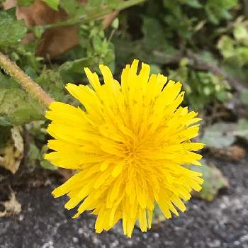 たんぽぽ♪の画像 by さーもんさん | 散歩とかわいい花と黄色いお花とたんぽぽ♪
