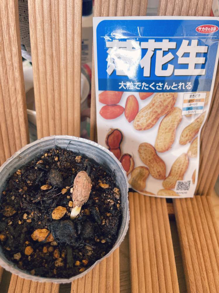 部屋の投稿画像 By のりこさん 21月5月15日 Greensnap グリーンスナップ Greensnap グリーンスナップ