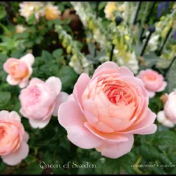 2021 greenbear*'s Rosesの画像 by greenbear*さん | 小さな庭とバラとクイーン・オブ・スウェーデンと自慢のバラ_2021とばら バラ 薔薇と薔薇愛同盟とデビッドオースチンと薔薇に魅せられてとバラ大好きと薔薇のある暮らし♡とバラ好きさんと繋がりたいと2021 greenbear*'s Rosesとイングリッシュガーデンに憧れてと2021 GSでバラ園とイングリッシュ・ローズと成長記録とガーデニングと花のある暮らしとバラの地植えとかわいいな♡とロザリアンといい香り♡と庭の宿根草