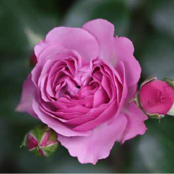 シャドウオブザムーンの画像 by tokitokiさん | 小さな庭とシャドウオブザムーンとバラ・ミニバラとばら バラ 薔薇と自慢のバラ_2021