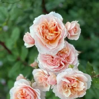 ザビエル･デ･フライシネッテ薔薇の画像 by fumi-fumiさん | 小さな庭と自慢のバラ_2021とばら バラ 薔薇と薔薇に魅せられてとGuillotと薔薇のある暮らし♡とGSのみなさんに感謝♡と2021 GSでバラ園とザビエル･デ･フライシネッテ薔薇と薔薇♪