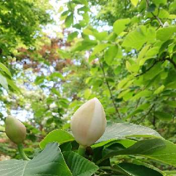 大山蓮華の投稿画像一覧 Greensnap グリーンスナップ