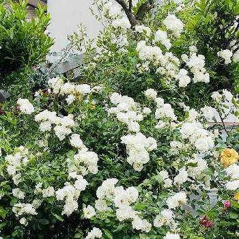 つるバラ サマースノーの画像 by しげちんさん | 小さな庭とサマースノーと薔薇♪とつるバラ サマースノー