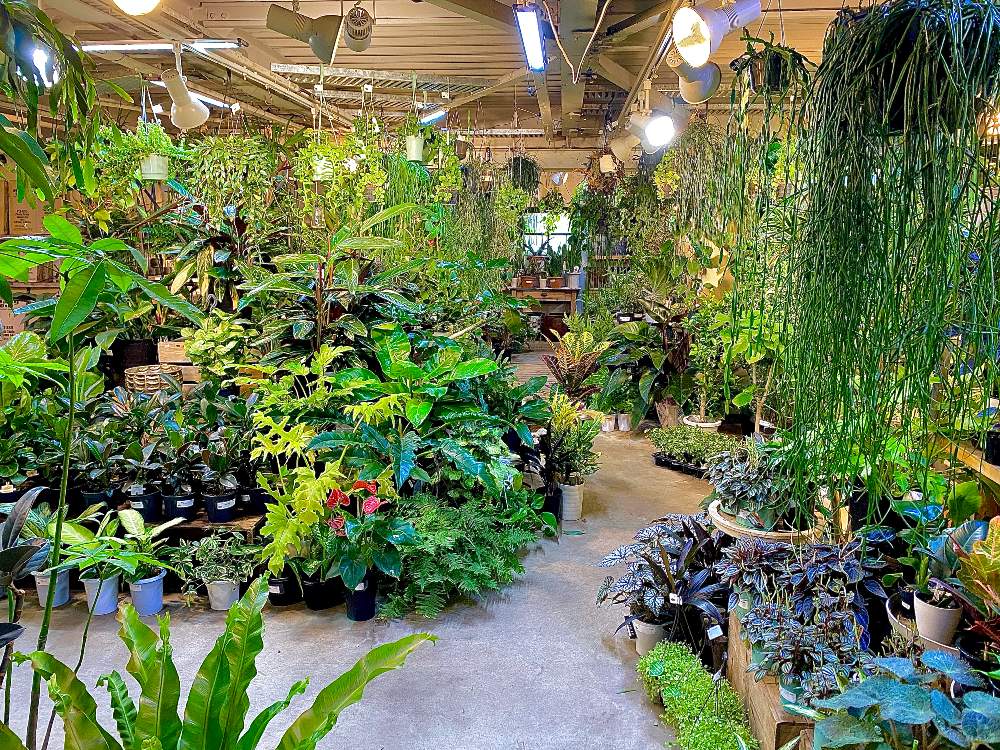 お出かけ先の投稿画像 By ぐりおさん インドアグリーンと観葉植物とアンティークとグリーンギャラリーガーデンと八王子市とインテリアグリーンとインドア グリーンと観葉植物とアンティークとグリーンギャラリーガーデンと八王子市とインテリアグリーン 21月5月15日