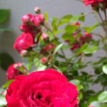 植物日誌の画像 by ヤマボウシさん | エントランスとルビーフラワーカーニバルと鉢植えと花のある暮らしと植物日誌と自宅の薔薇