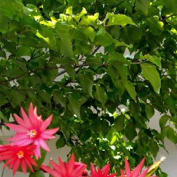 植物日誌の画像 by ヤマボウシさん | エントランスとヤマボウシとイースターカクタスと鉢植えと花のある暮らしと植物日誌