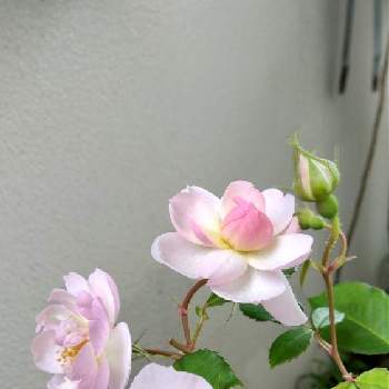 植物日誌の画像 by ヤマボウシさん | エントランスとバラ スキャボロー・フェアと鉢植えと花のある暮らしと植物日誌と自宅の薔薇
