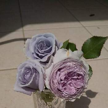 青バラ 青龍の投稿画像一覧 Greensnap グリーンスナップ