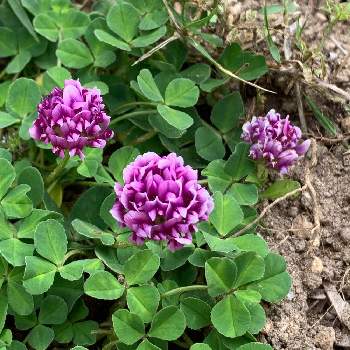 カトレアクローバーの投稿画像一覧 Greensnap グリーンスナップ