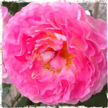 ローズ色の花の画像 by レモンさん | お出かけ先と薔薇の花と可愛い♡とローズ色の花
