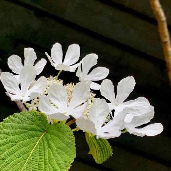 ハルニレテラスの投稿画像一覧 Greensnap グリーンスナップ