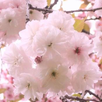 『2021桜』フォトコンテストの画像 by chacoさん | お出かけ先と楊貴妃 桜とさくら サクラ 桜とふわふわと春のお花とGSのみなさんに感謝♡と美しいと淡い色合いと和むと可愛いと『2021桜』フォトコンテスト
