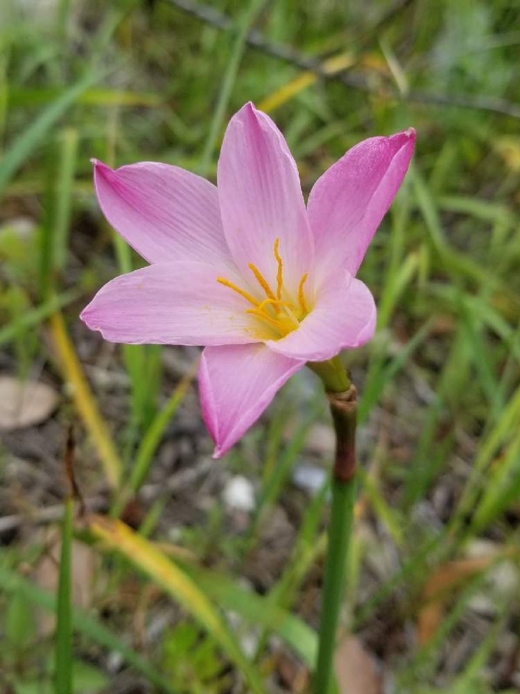 ゼフィランサスの投稿画像 By Ocarina0905さん モモイロタマスダレと野の花とスマホ撮影とピンクの花 と野草と山野草とgs映えと河川敷と野生化と川土手と5月の花とチーム福岡 21月5月15日 Greensnap グリーンスナップ