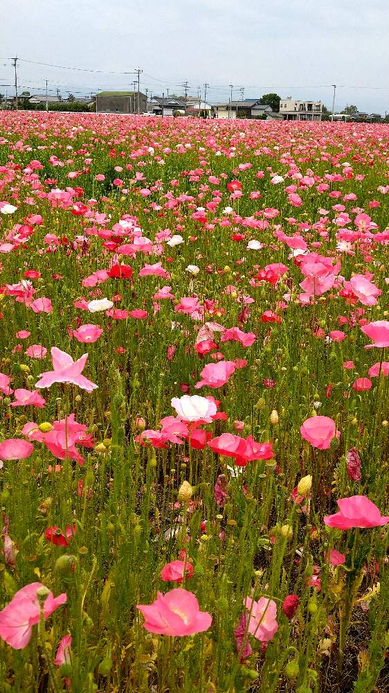 ポピーの投稿画像 By さくらさん 白い花とピンクのお花と可愛い花とチーム福岡 21月5月15日 Greensnap グリーンスナップ