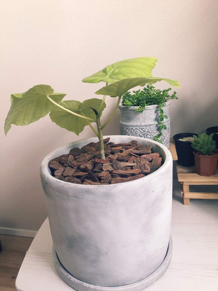ペペロミアの投稿画像 By Littlemilkさん フィカス ウンベラータと植え替えと鉢増しとフィカス属と ウンベラータとかわいいと植木鉢 21月5月15日 Greensnap グリーンスナップ