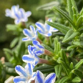 ミヤマホタルカズラ リソドラスターの投稿画像一覧 Greensnap グリーンスナップ