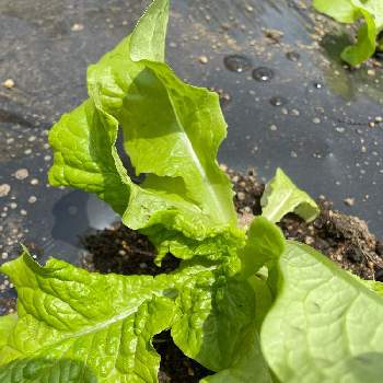 野菜の葉の投稿画像一覧 Greensnap グリーンスナップ