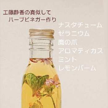 ハーブビネガーの投稿画像一覧 Greensnap グリーンスナップ