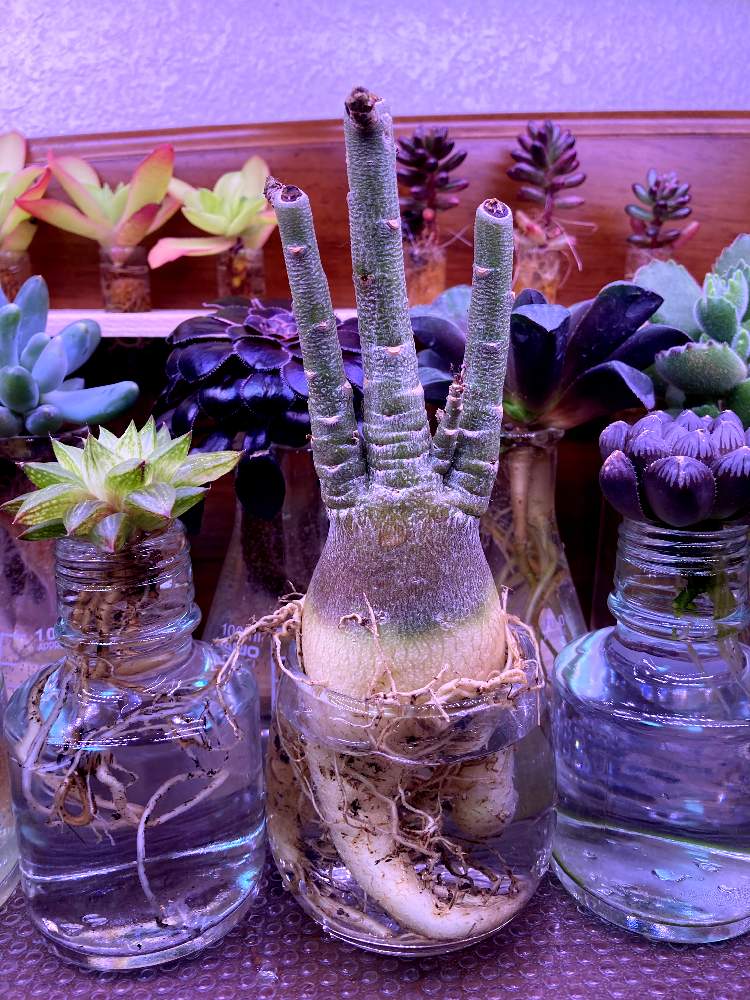 アデニウム ソマレンセの投稿画像 By Domino 多肉水耕さん 多肉植物とアデニウム属と室内組と多肉水耕栽培と多肉植物水耕栽培と水耕栽培と塊根植物と多肉植物の水耕栽培とled栽培 21月5月15日 Greensnap グリーンスナップ