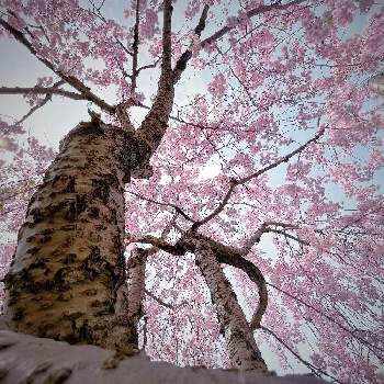 『2021桜』フォトコンテストの画像 by masa. kさん | お出かけ先と枝垂れ桜と北海道と旭川と春光と『2021桜』フォトコンテスト