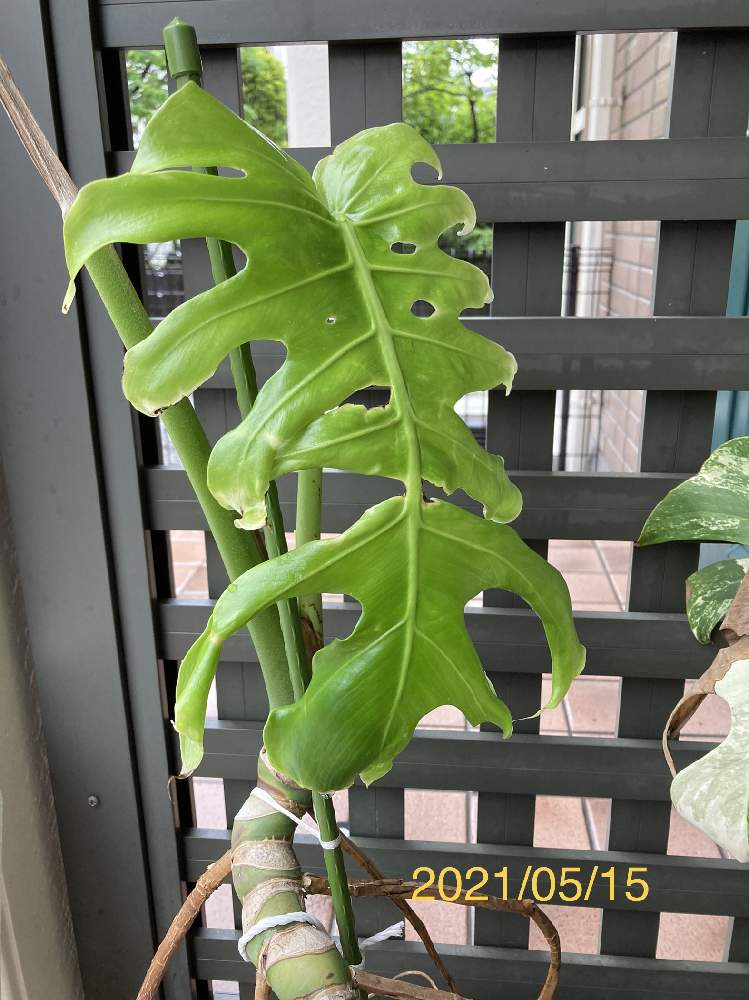 モンステラの投稿画像 By Takさん 観葉植物と100均観葉植物と100均モンステラとおうち園芸 21 月5月15日 Greensnap グリーンスナップ