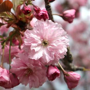 『2021桜』フォトコンテストの画像 by すえちゃんさん | お出かけ先とサトザクラとお花を楽しむとピンクの花とカメラ女子と八重咲きと桜を楽しむと優しい花色とお散歩と小さな花と『2021桜』フォトコンテスト