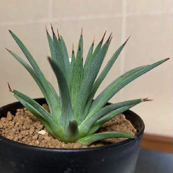 アガベ ストリクタの投稿画像一覧 Greensnap グリーンスナップ