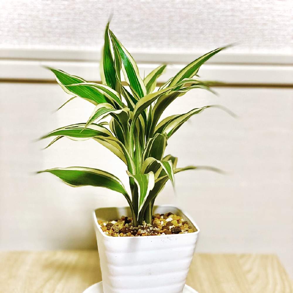 サンデリアーナの投稿画像 By シロキさん 観葉植物とドラセナ サンデリアーナ 21月5月15日 Greensnap グリーンスナップ