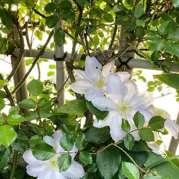 クレマチス白馬の投稿画像一覧 Greensnap グリーンスナップ