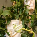 エピフィルム グアテマレンシスの花の一覧 Greensnap グリーンスナップ