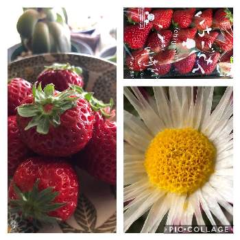 ヘリクリサムシルバーキャンドルの投稿画像一覧 Greensnap グリーンスナップ