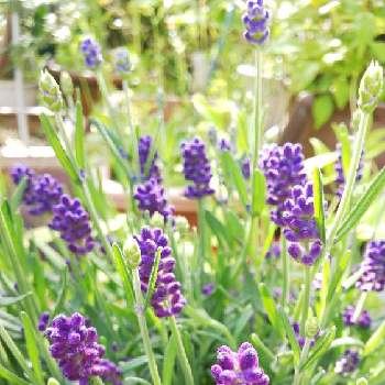 ふらのラベンダーの投稿画像一覧 Greensnap グリーンスナップ