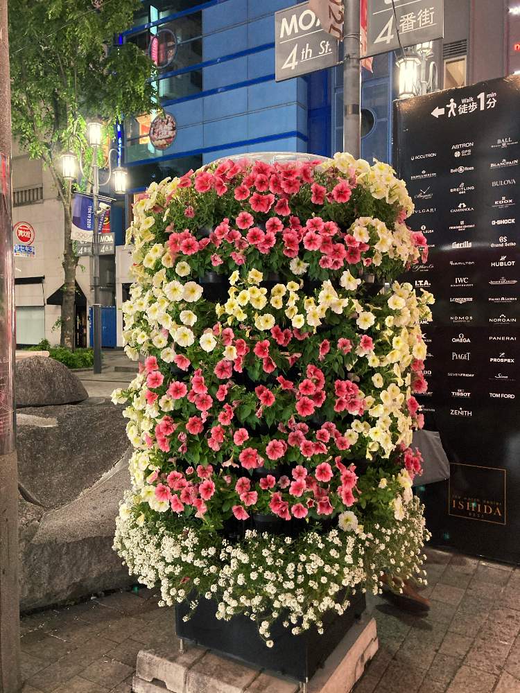 ペチュニアの投稿画像 By ミユ子さん 東京と駅前広場とアリッサムとサフィニアとフラワータワーとsdgsとお出かけ先と立体花壇 と東京と駅前広場とフラワータワーとsdgsと立体花壇 21月5月15日 Greensnap グリーンスナップ Greensnap グリーンスナップ