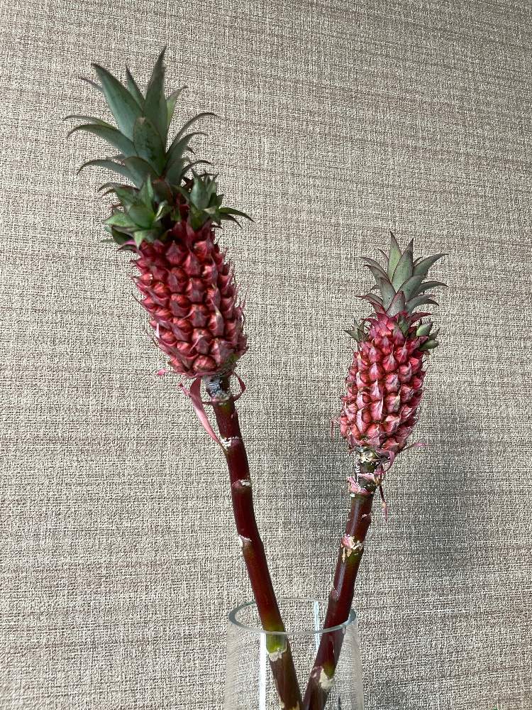 パイナップルの投稿画像 By Aya さん 観賞用 パイナップル 21月5月15日 Greensnap グリーンスナップ
