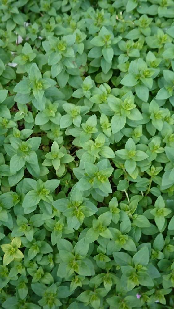 葉っぱの投稿画像 By ちゃぴさん マイガーデンとハーブと鉢植えとガーデニングとお庭とお花 21月5月15日 Greensnap グリーンスナップ