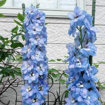 デルフィニウム オーロラ ライトブルーの投稿画像一覧 Greensnap グリーンスナップ