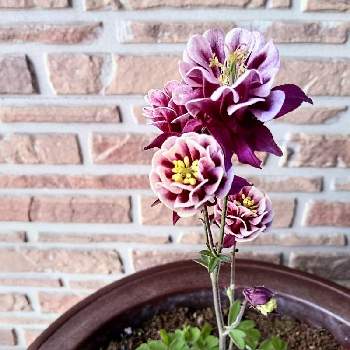 高貴な花の投稿画像一覧 Greensnap グリーンスナップ