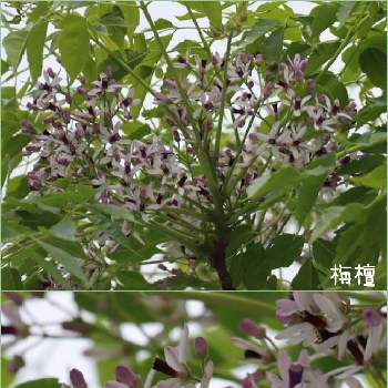 センダン科の投稿画像一覧｜🍀GreenSnap（グリーンスナップ）