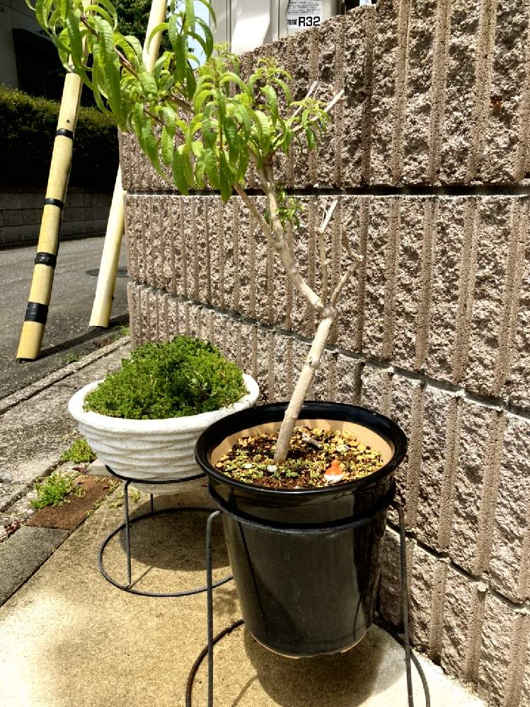 レモンバーベナの投稿画像 By Lutuさん 西日に負けるな と風が強いと常に見切れるセダムくん 21月5月15日 Greensnap グリーンスナップ