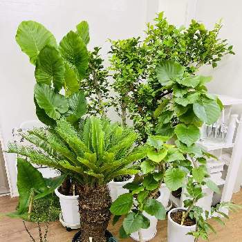 大きい観葉植物の処分方法とは Greensnap グリーンスナップ