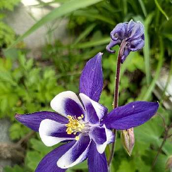 高貴な花の投稿画像一覧 Greensnap グリーンスナップ