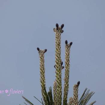 松の木の投稿画像一覧 Greensnap グリーンスナップ