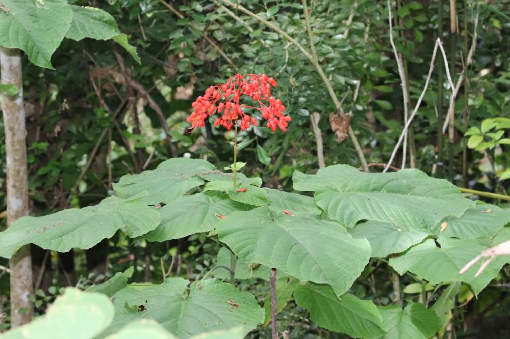 ヒギリの投稿画像 By ピーモモさん 花のある暮らしと沖縄とヤンバルと自生する植物とお出かけ先と花のある暮らしと沖縄とヤンバルと自生する植物 21月5月16日 Greensnap グリーンスナップ Greensnap グリーンスナップ